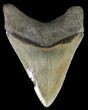 Serrated, Megalodon Tooth - Georgia #70036-2